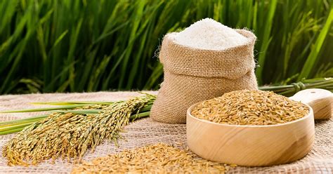 lúa gạo được trồng chủ yếu ở vùng nào